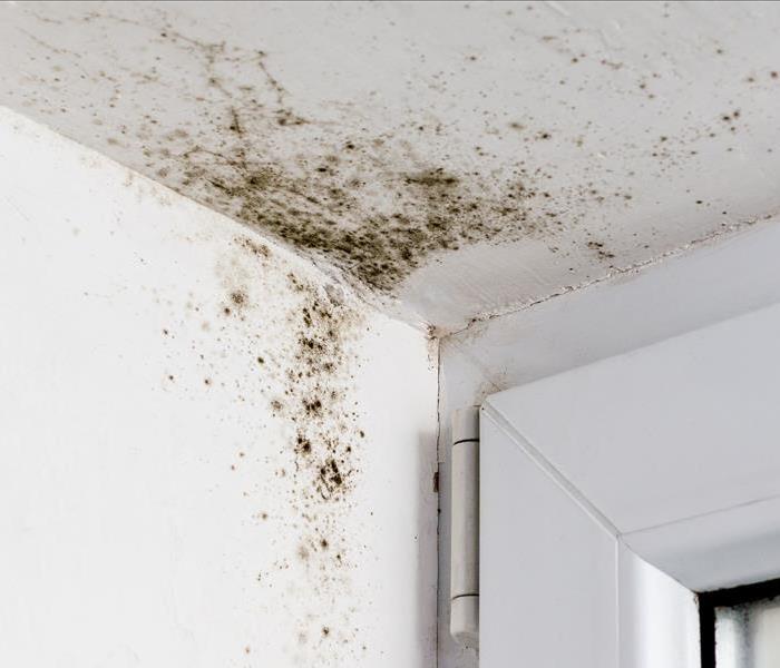 Picture of ceiling mold