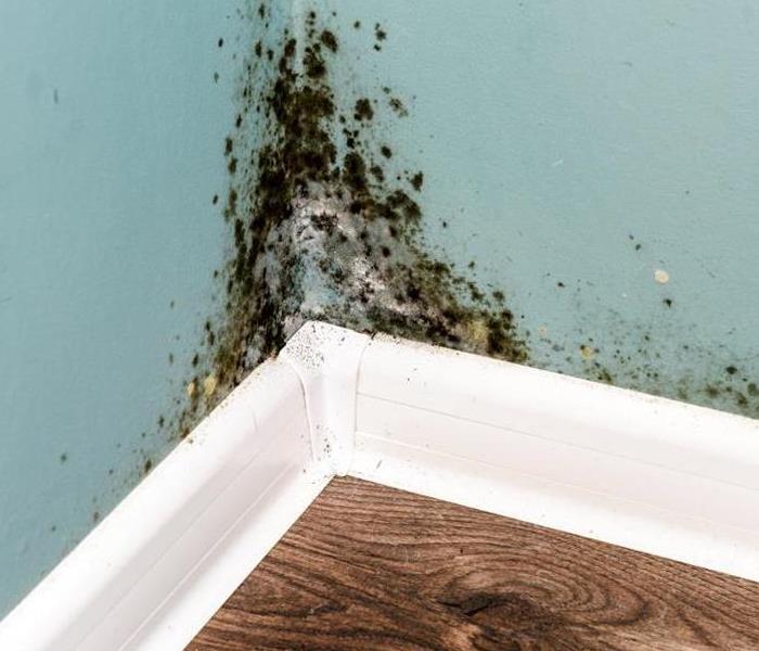 Mold in home